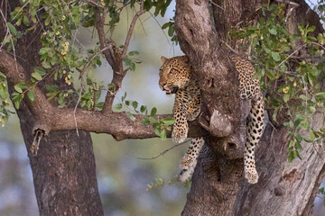 Leopard (Panthera pardus) resting in a tree in South Luangwa National Park, Zambia