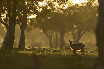 Waterbuck (Kobus ellipsiprymnus) in a wooded area of South Luangwa National Park, Zambia