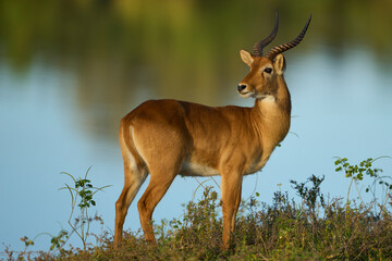 Male Puku (Kobus vardoni) in South Luangwa National Park, Zambia