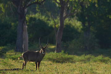 Waterbuck (Kobus ellipsiprymnus) in a wooded area of South Luangwa National Park, Zambia