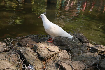 pigeon standing by the lake, enjoying nature and water in tranquil outdoor setting.