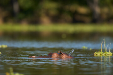Hippopotamus (Hippopotamus amphibius) in a lagoon in South Luangwa National Park, Zambia