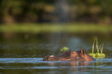 Fototapeta premium Hippopotamus (Hippopotamus amphibius) in a lagoon in South Luangwa National Park, Zambia