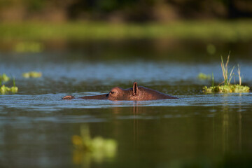 Hippopotamus (Hippopotamus amphibius) in a lagoon in South Luangwa National Park, Zambia