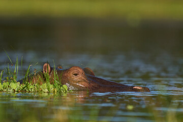 Hippopotamus (Hippopotamus amphibius) in a lagoon in South Luangwa National Park, Zambia