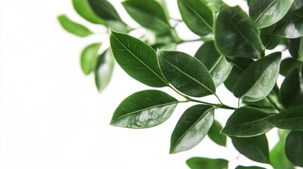 A leafy green plant with a stem and a leaf