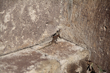 Small lizard resting on rough stone surface in bright sunlight.