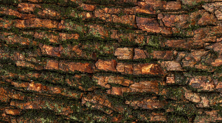 Horizontal background of wet tree bark covered with green moss. selective focus