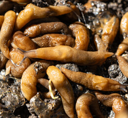 A bunch of slimy, brown snails are sitting on the ground