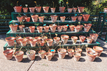 Potted plants creating a lively and inviting atmosphere. Rack displaying various pots filled with vibrant plants. Home plants in pots at botanical garden