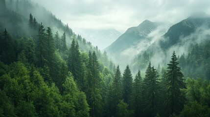 Fototapeta premium A lush green forest with a misty, cloudy sky above