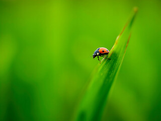 Fototapeta premium Macro shot of ladybug on grass blade embodies minimalism in nature