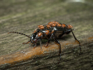 Black clock beetle covered in mites
