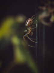 Side view of an Orb weaving spider on a web