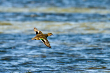 Weibliche Krickente im Flug im Herbst an der Ostsee
