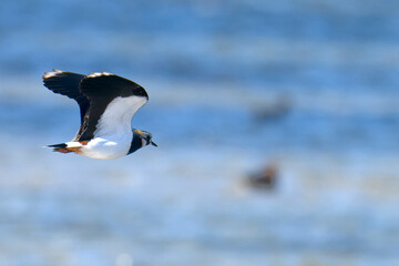 Fliegender Kiebitz im Herbst an der Ostsee in Schweden