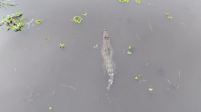 crocodile swimming in the swamp from a flycam perspective