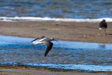 Grünschenkel im Herbst an der Ostsee