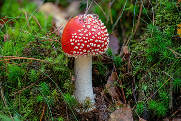 young single fly agaric with moss an the forest floor