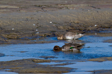 Krickenten Pärchen im Herbst an der Ostsee bei der Futtersuche