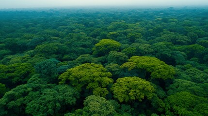 Lush green canopy of a dense forest.