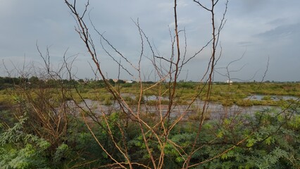 Dry Tree Branches Overlooking Marshy Wetlands and Distant Urban Landscape