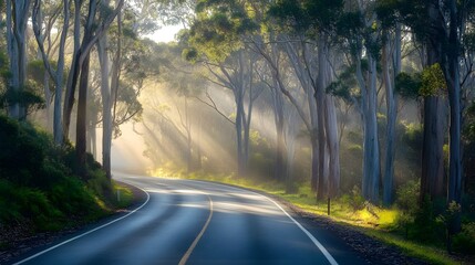 Obraz premium A winding road through the Australian forest, lined with towering eucalyptus trees and dappled sunlight filtering through dense foliage