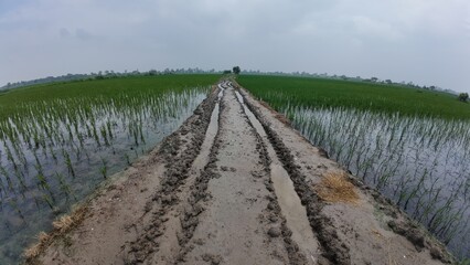 Fototapeta premium Muddy Pathway Through Waterlogged Paddy Fields