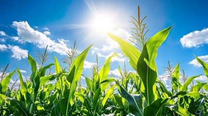 Obraz premium Lush cornfield under a bright blue sky and sunlight.