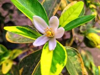 Obraz premium flower in the garden