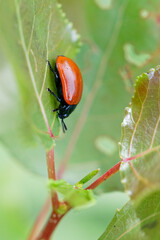 chrysomèle du peuplier