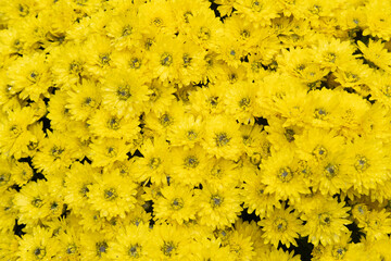 Vibrant yellow wildflowers bloom abundantly in a sunlit garden during springtime