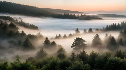 Fototapeta premium A fog-covered forest at sunrise or sunset
