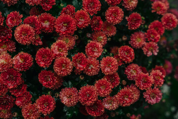 Vibrant red flowers blooming in a garden during the warm afternoon sunlight