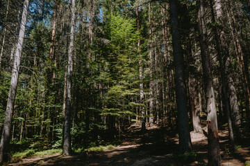 Lush forest environment featuring tall trees with sunlight filtering through at midday in a serene...