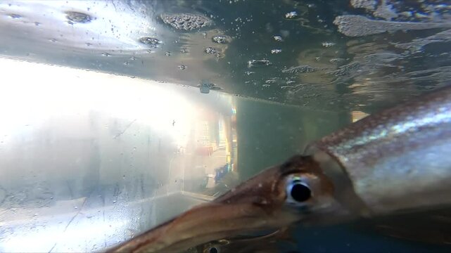 수산시장의 물탱크 안으로 들어가는 오징어
