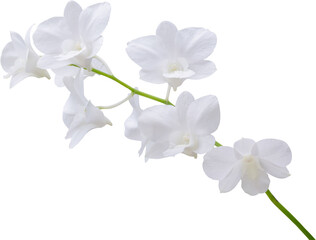 Obraz na płótnie Canvas Beautiful white orchid flower isolated on white background