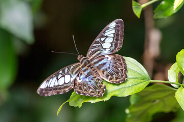 Blue Clipper butterfly, Parthenos sylvia, found in south and southeast Asia