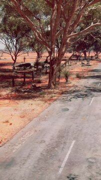 Eucalyptus forest plantation and empty highway in Brazil