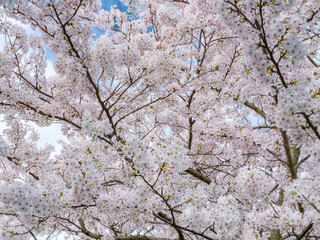 Japanese Apple Blossom Trees In Bloom Christchurch New Zealand