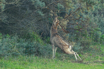 Damwild in den Niederlanden