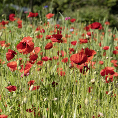 Coquelicots dans une jachère fleurie