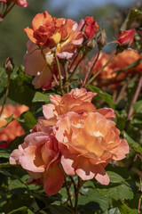 Rosier aux fleurs jaune orangé
