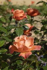 Rosier ‘Pat Austin’