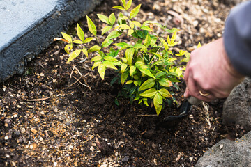 gardener's hands planting hedge nandina plant in the ground, close-up shot at shallow depth of field