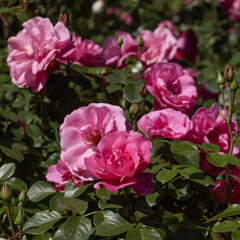 Rosier aux fleurs roses