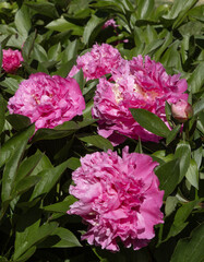 Pivoines roses au printemps