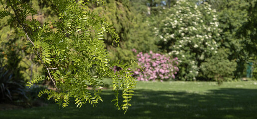 Rosier dans un parc paysager	