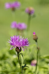 Fleur de Psephellus dealbatus