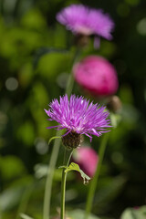 Fototapeta premium Fleur de Psephellus dealbatus